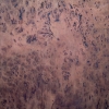 Claro Walnut Burl Wood Slab 42 inches x 48 inches - 10/4 