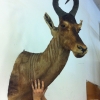 Mounted Trophy Animal Heads